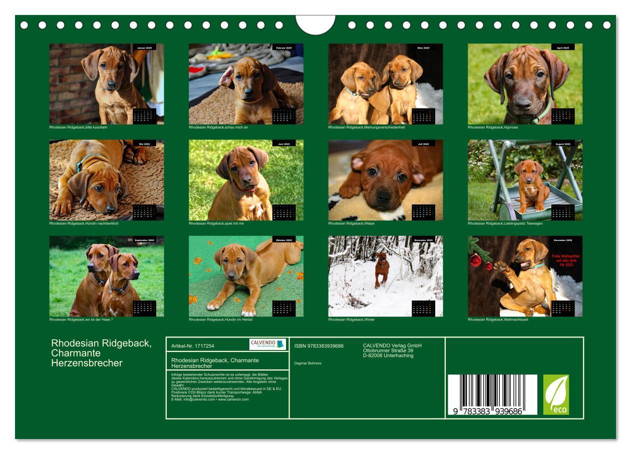 Bild: 9783383939686 | Rhodesian Ridgeback, Charmante Herzensbrecher (Wandkalender 2025...