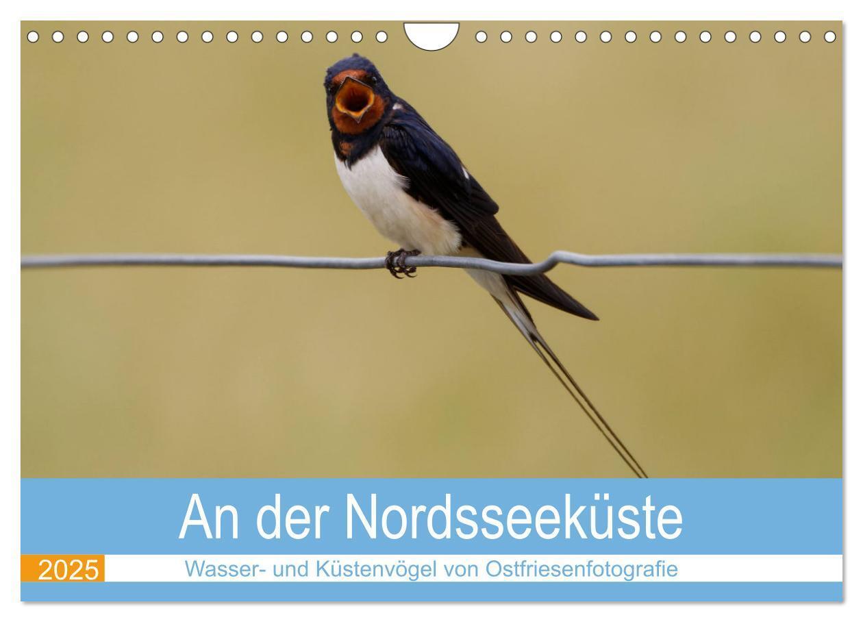 Cover: 9783435030033 | An der Nordseeküste - Wasser- und Küstenvögel fotografiert von...