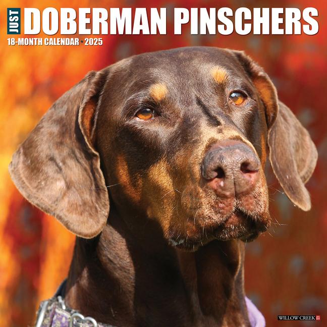 Cover: 9781549242717 | Just Dobermans 2025 12 X 12 Wall Calendar | Willow Creek Press | 2025