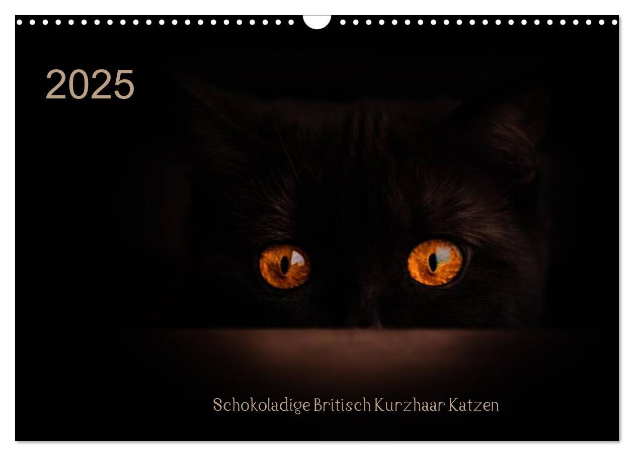 Cover: 9783435488032 | Schokoladige Britisch Kurzhaar Katzen (Wandkalender 2025 DIN A3...