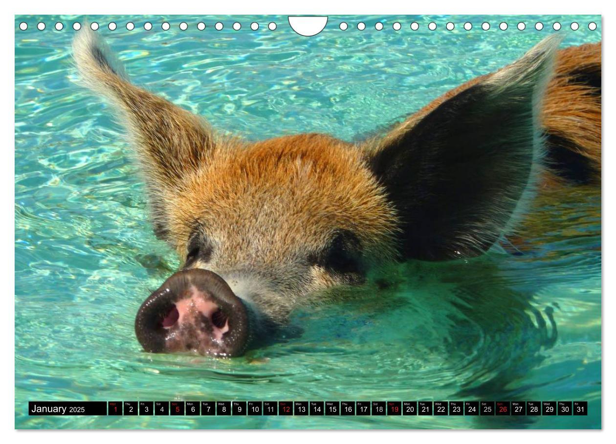 Bild: 9781325994007 | The Swimming Pigs of Bahamas (Wall Calendar 2025 DIN A4 landscape),...