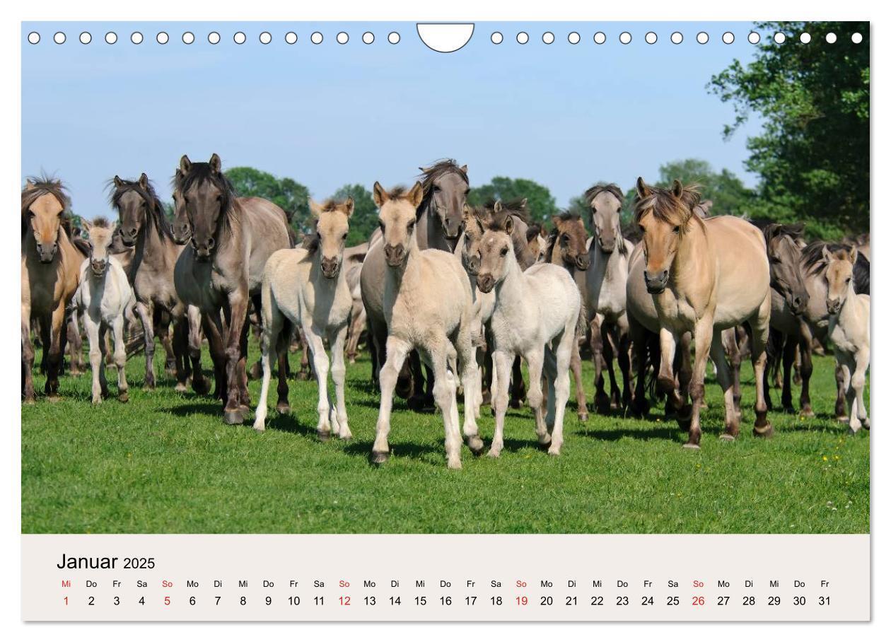 Bild: 9783435824762 | Dülmener Wildpferde (Wandkalender 2025 DIN A4 quer), CALVENDO...