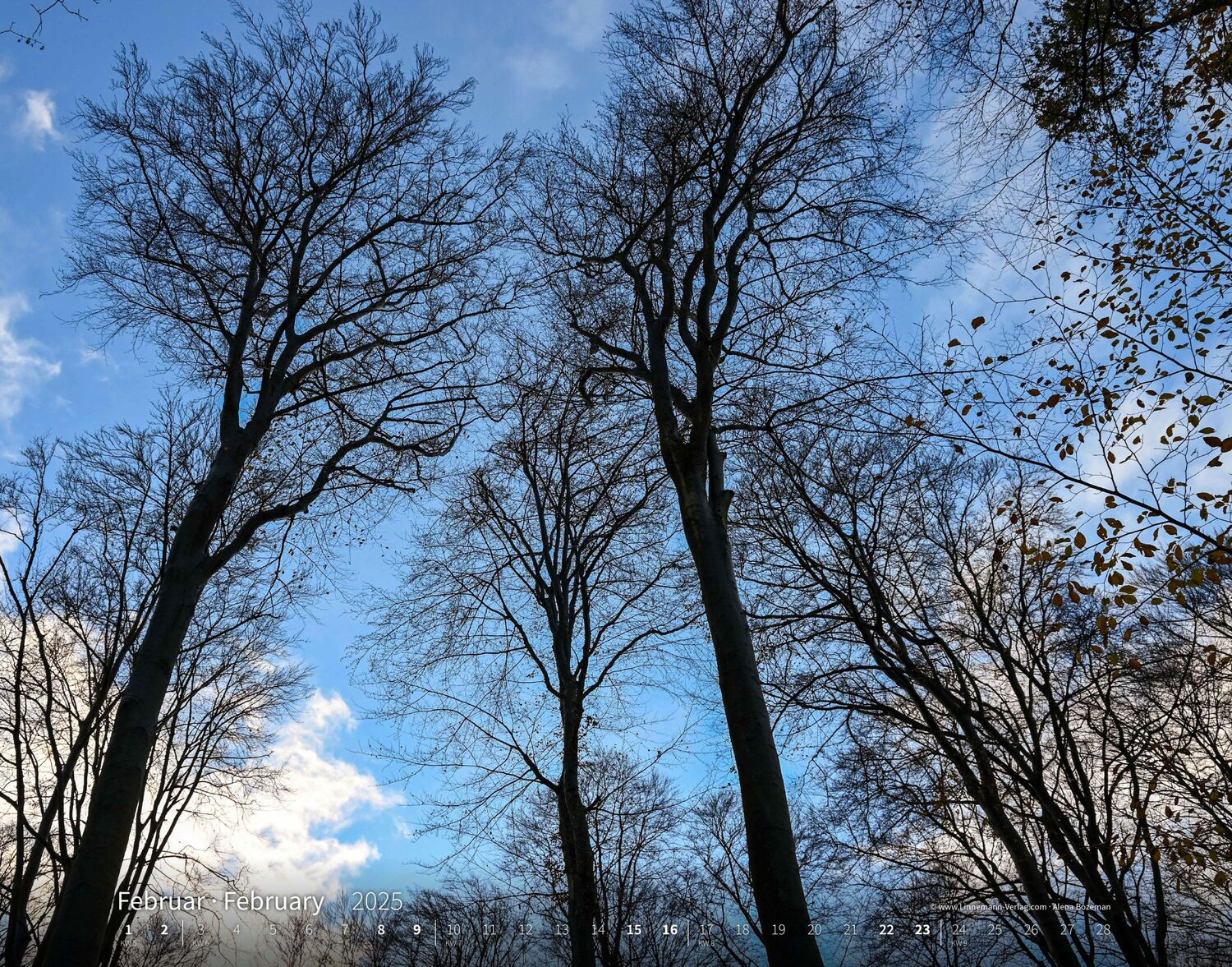 Bild: 9783862923397 | Bäume-Wälder 2025 Großformat-Kalender 58 x 45,5 cm | Linnemann Verlag