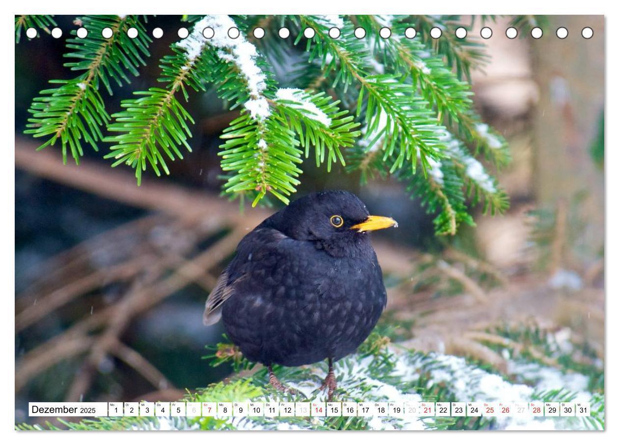 Bild: 9783435778324 | Heimische Vögel (Tischkalender 2025 DIN A5 quer), CALVENDO...