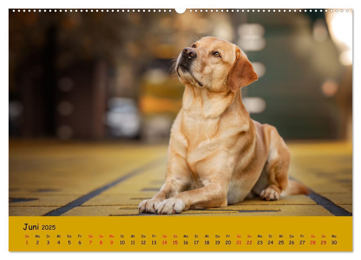 Bild: 9783383959592 | Labrador Retriever - Vielfalt auf Vier Pfoten (Wandkalender 2025...