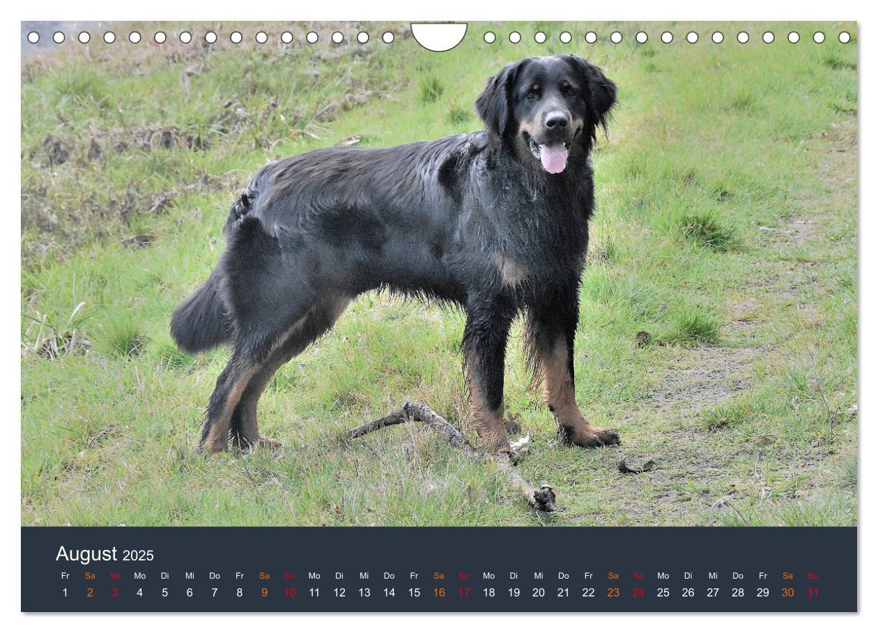 Bild: 9783435150052 | Ein Hovawart, ein Wachhund (Wandkalender 2025 DIN A4 quer),...