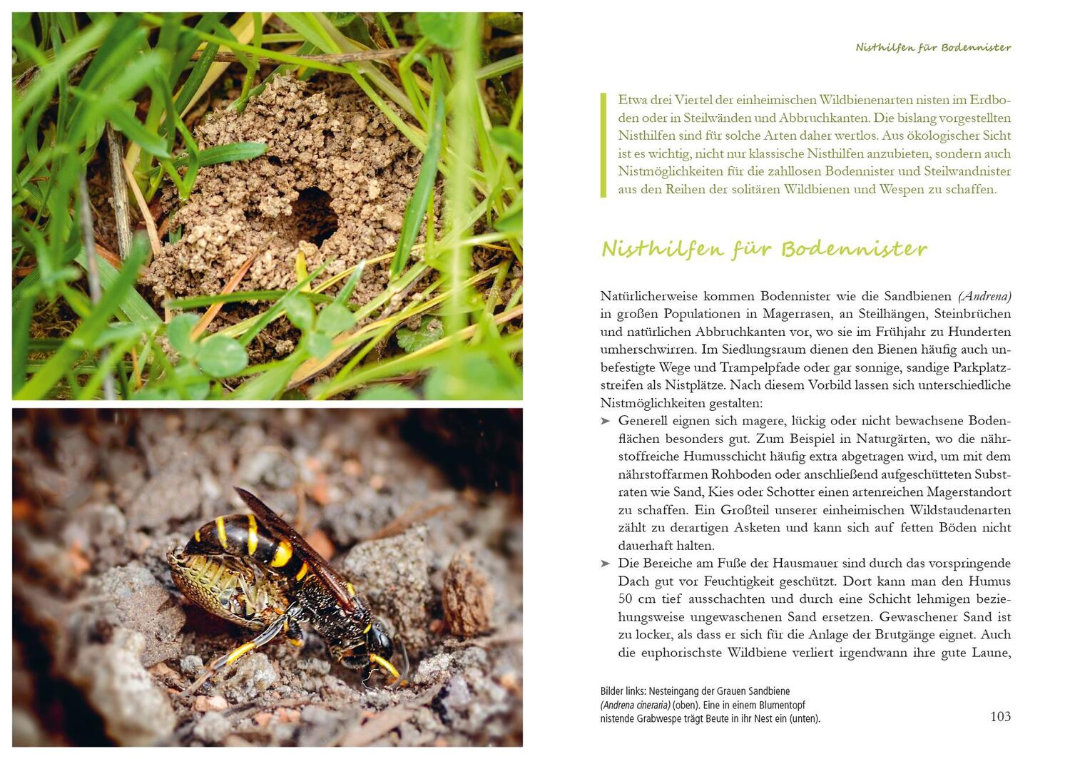 Bild: 9783895663581 | Fertig zum Einzug: Nisthilfen für Wildbienen | Werner David | Buch