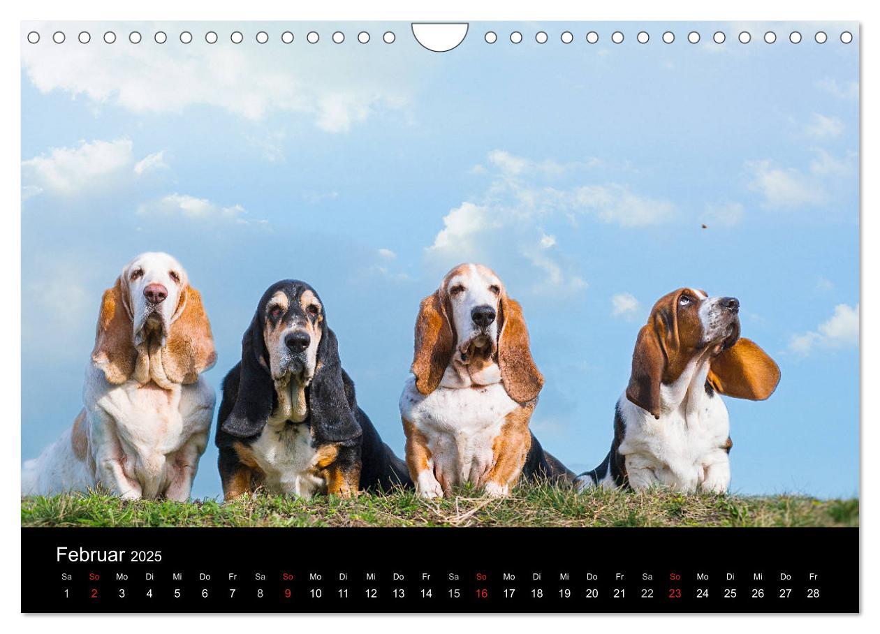 Bild: 9783457183274 | Der Basset, eine LANGE und besondere Liebe (Wandkalender 2025 DIN...