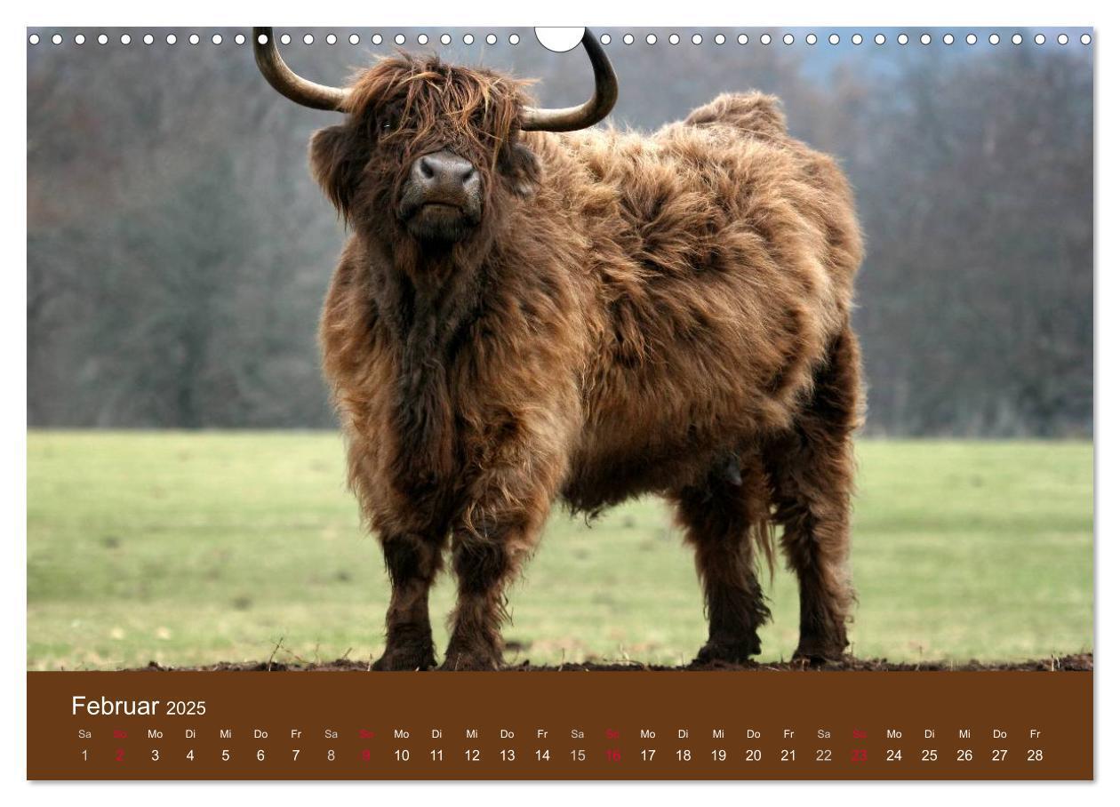 Bild: 9783435642625 | Schottische Hochlandrinder - Highland Cattle (Wandkalender 2025 DIN...