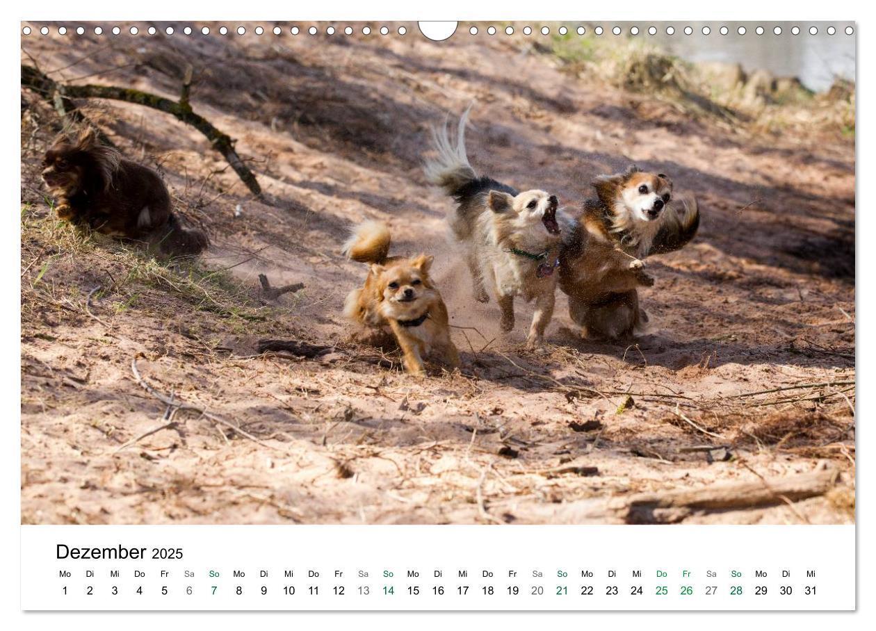 Bild: 9783435772247 | Chihuahuas - kleine Herzensbrecher (Wandkalender 2025 DIN A3 quer),...