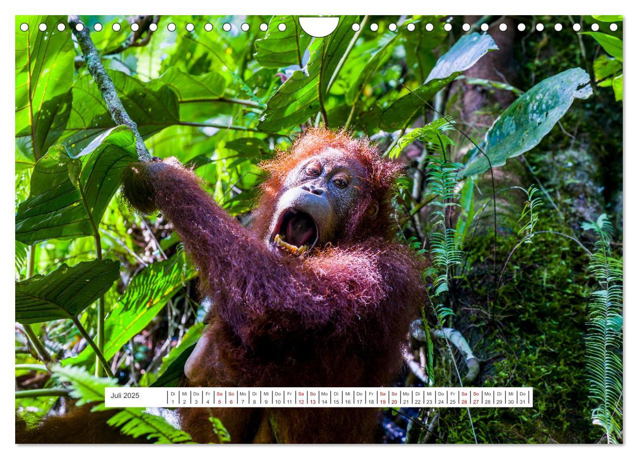 Bild: 9783457150726 | Gunung Leuser Nationalpark und seine Orang Utans (Wandkalender 2025...