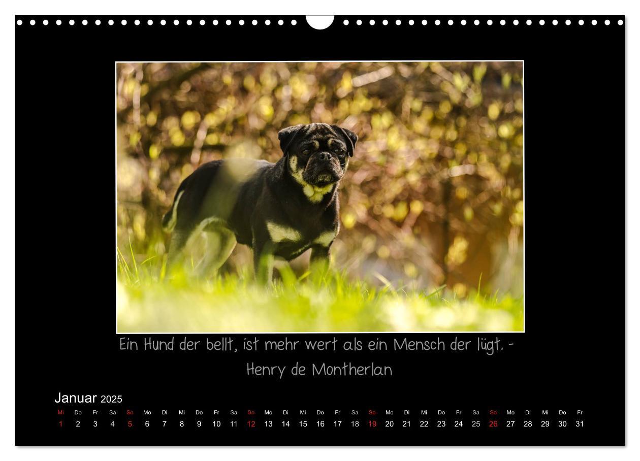 Bild: 9783435713288 | Möpse 2025 (Wandkalender 2025 DIN A3 quer), CALVENDO Monatskalender