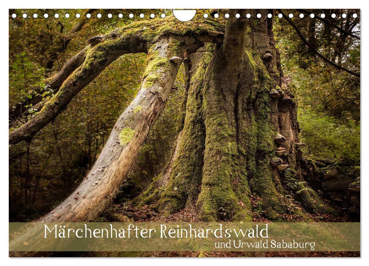 Cover: 9783435626861 | Märchenhafter Reinhardswald und Urwald Sababurg (Wandkalender 2025...