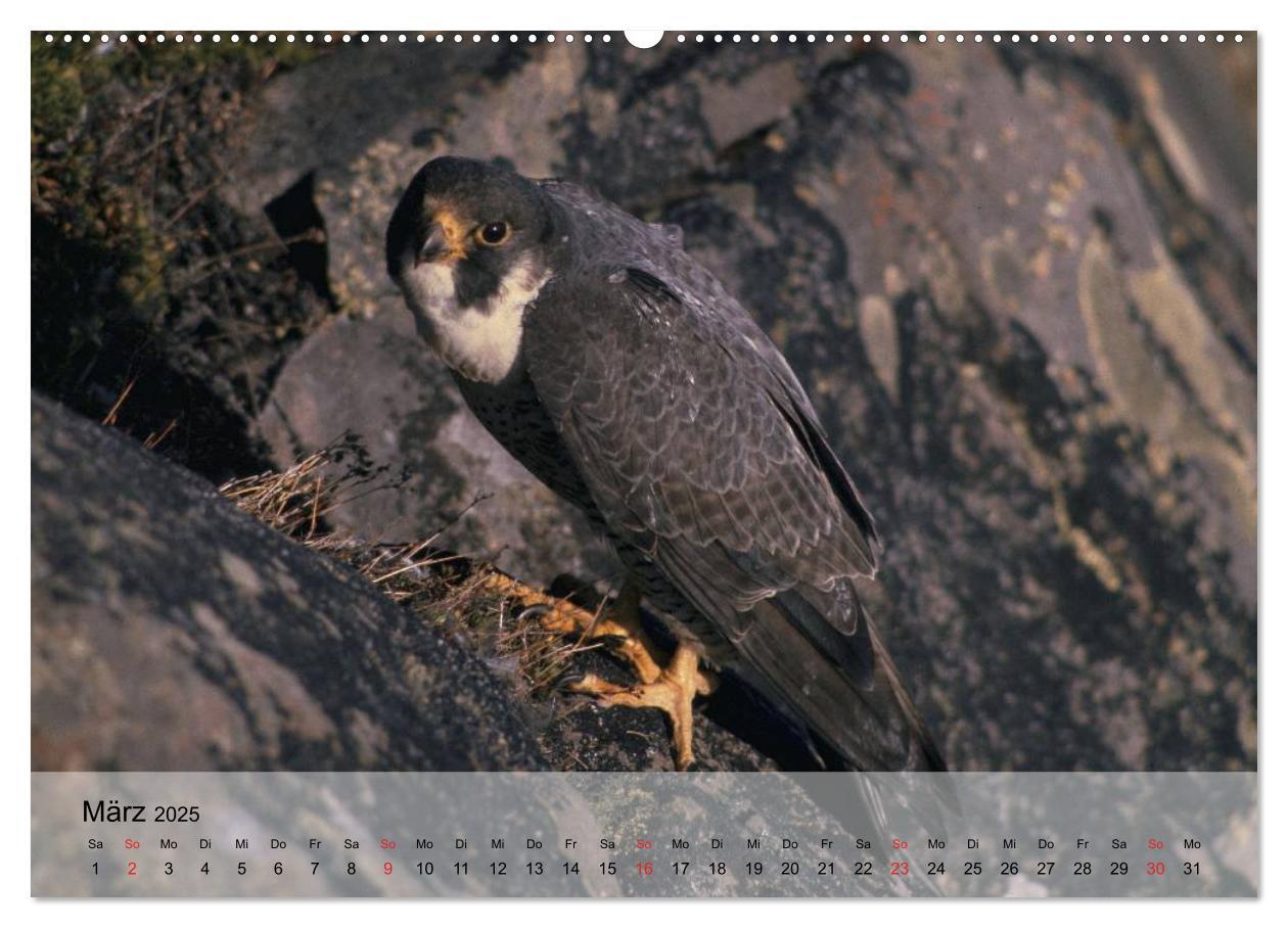 Bild: 9783435650712 | Falken und Greifvögel. Edle Jäger (Wandkalender 2025 DIN A2 quer),...