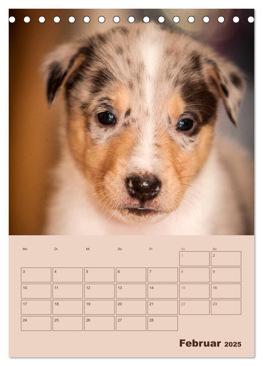 Bild: 9783457051276 | Kurzhaarcollies (Tischkalender 2025 DIN A5 hoch), CALVENDO...