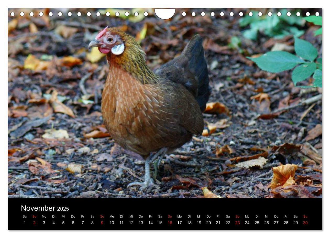 Bild: 9783435827879 | Die Welt der Hühner (Wandkalender 2025 DIN A4 quer), CALVENDO...