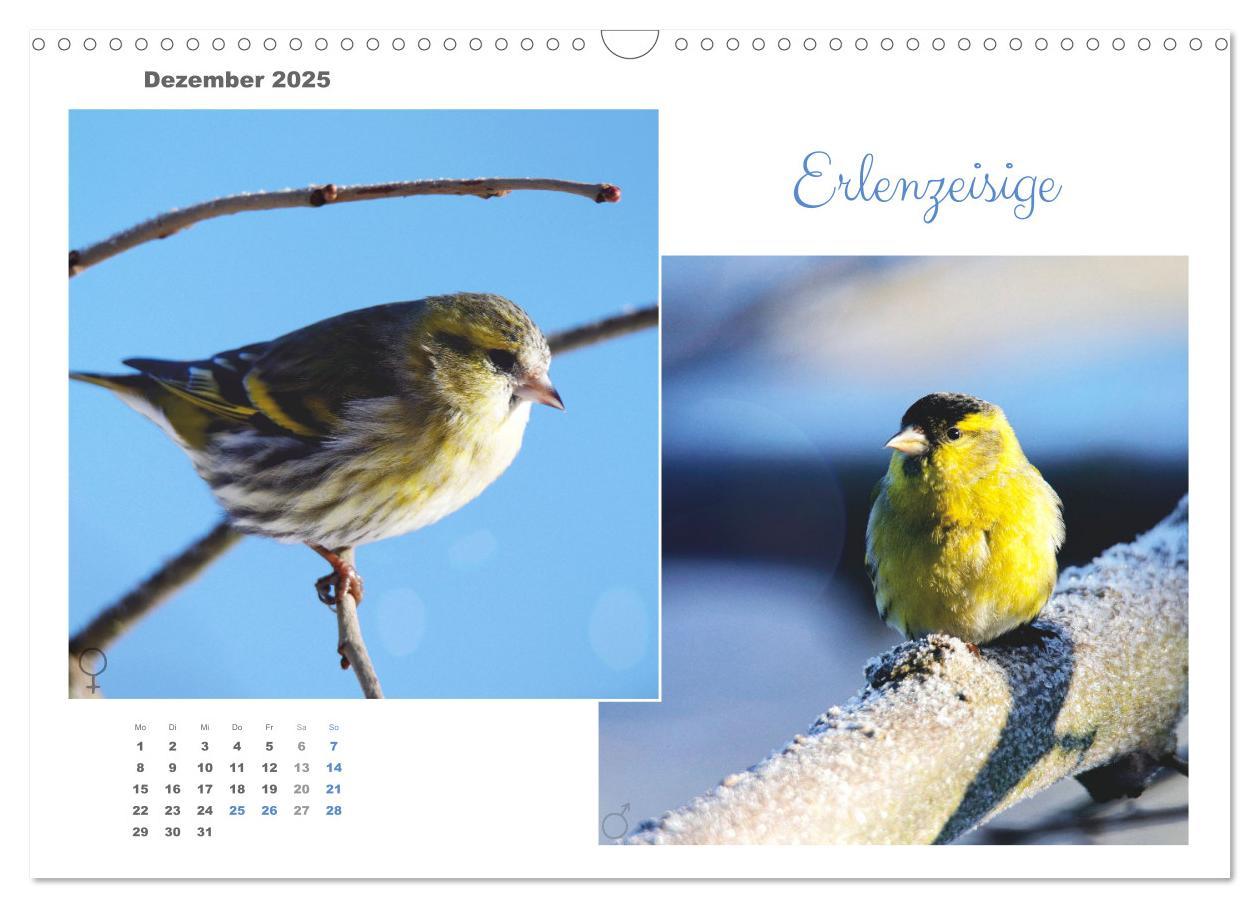 Bild: 9783435059294 | Vogel-Pärchen (Wandkalender 2025 DIN A3 quer), CALVENDO Monatskalender