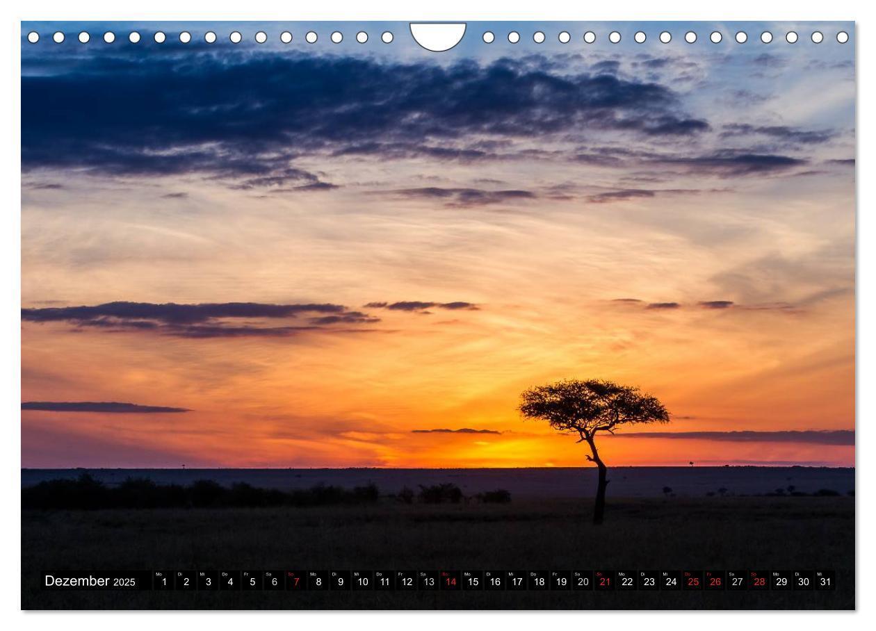 Bild: 9783435676941 | Masai Mara 2025 (Wandkalender 2025 DIN A4 quer), CALVENDO...