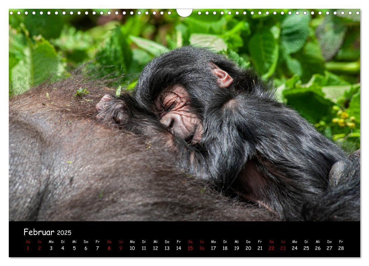 Bild: 9783435119387 | Berggorillas: die bedrohten Riesen (Wandkalender 2025 DIN A3 quer),...