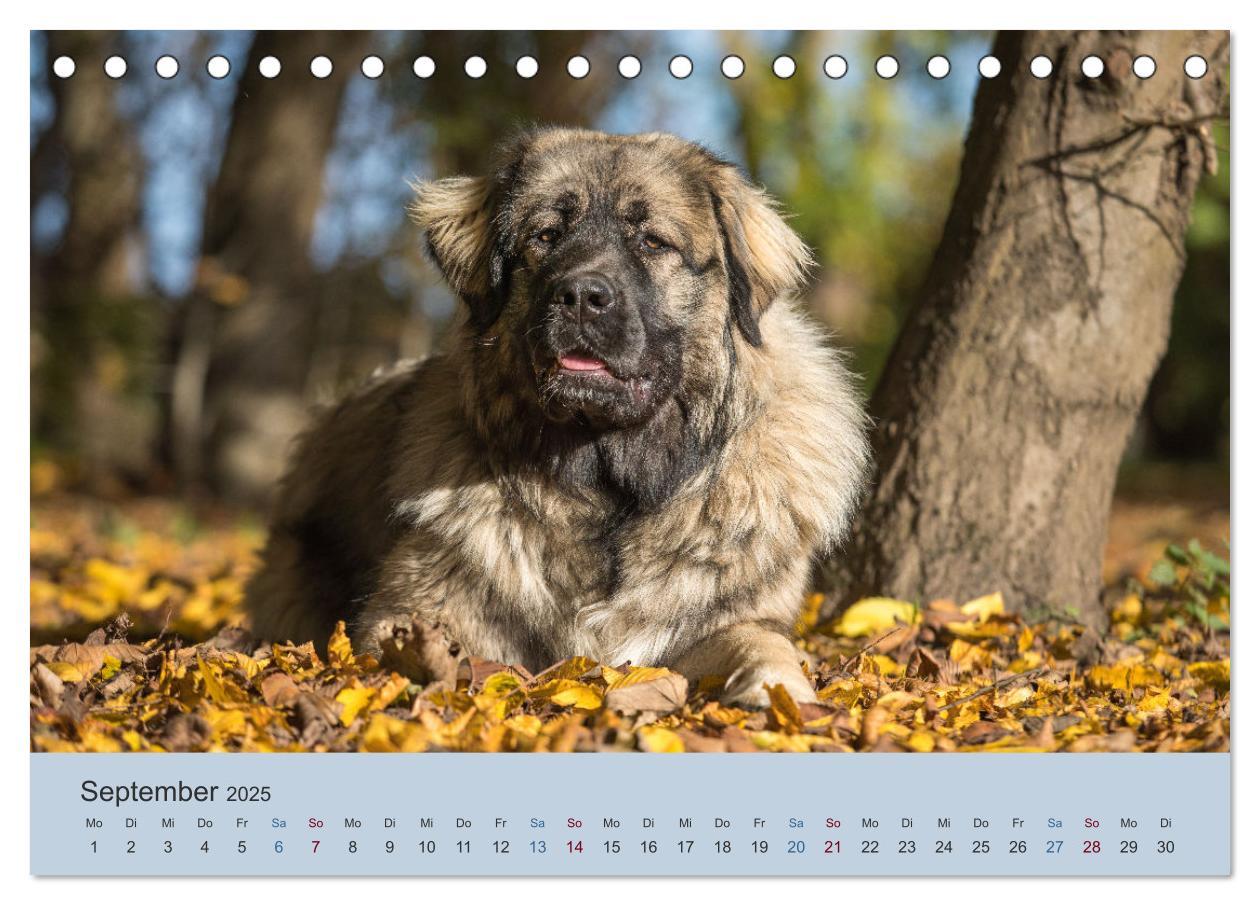 Bild: 9783435045419 | Kaukasischer Owtscharka (Tischkalender 2025 DIN A5 quer), CALVENDO...