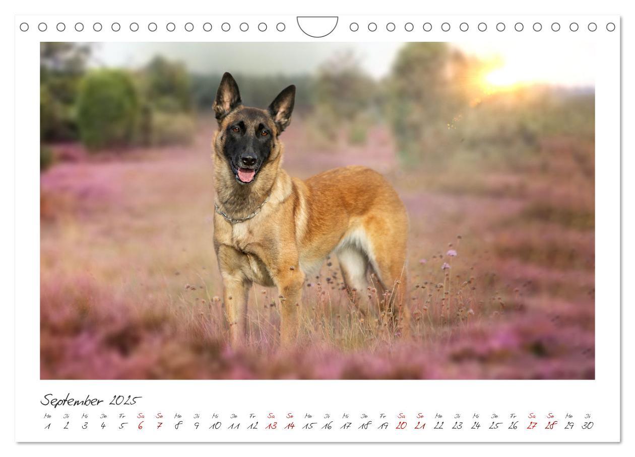 Bild: 9783383798429 | Mit dem Malinois durch das Jahr (Wandkalender 2025 DIN A4 quer),...