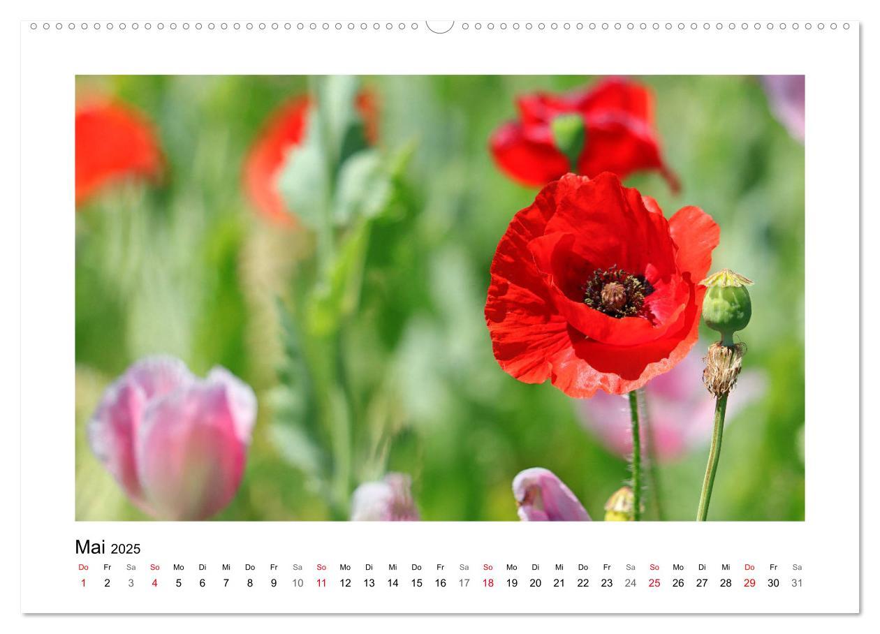 Bild: 9783435135431 | Mohn, zarte Blüten, starke Farben (Wandkalender 2025 DIN A2 quer),...