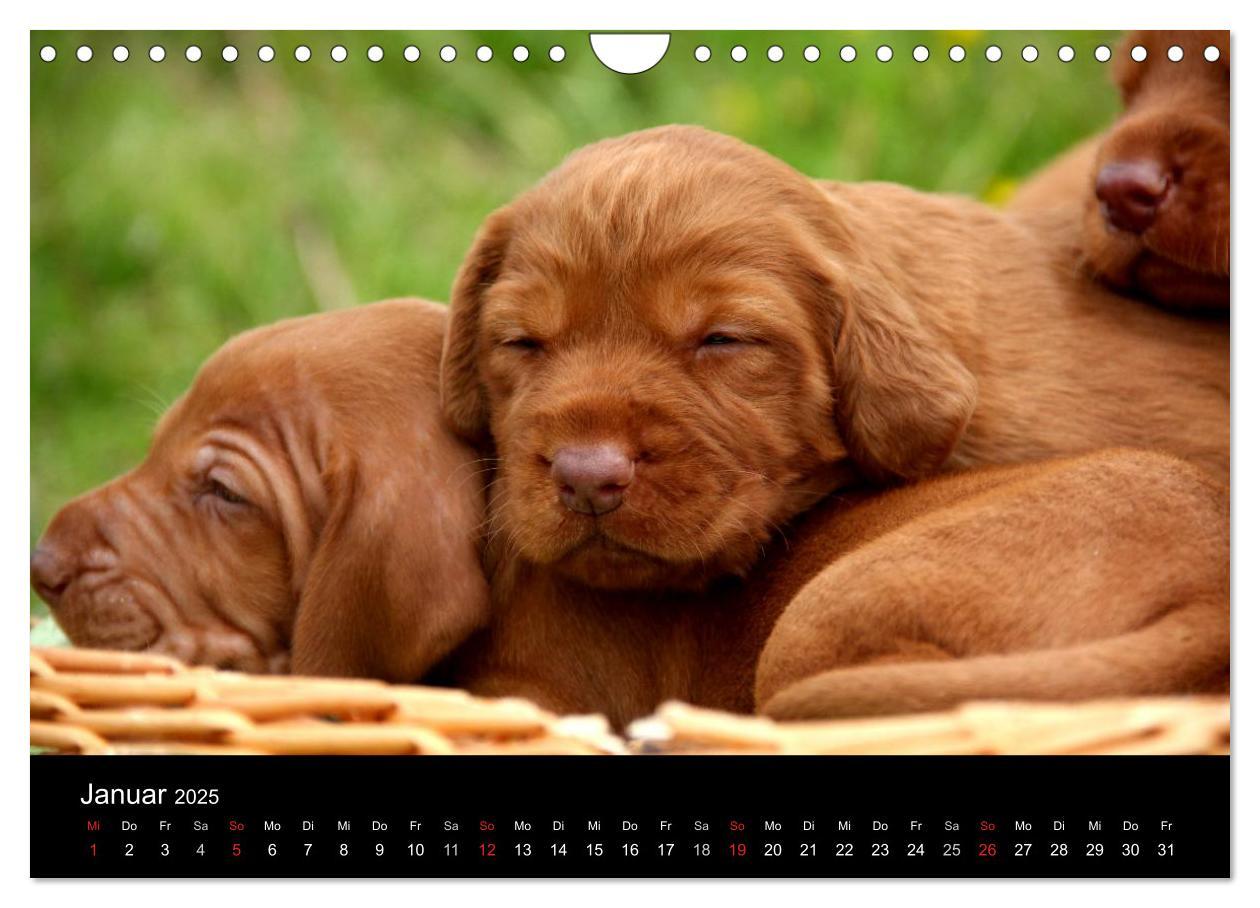 Bild: 9783435767625 | Magyar Vizsla Welpen (Wandkalender 2025 DIN A4 quer), CALVENDO...