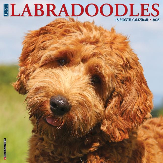 Cover: 9781549243660 | Just Labradoodles 2025 12 X 12 Wall Calendar | Willow Creek Press