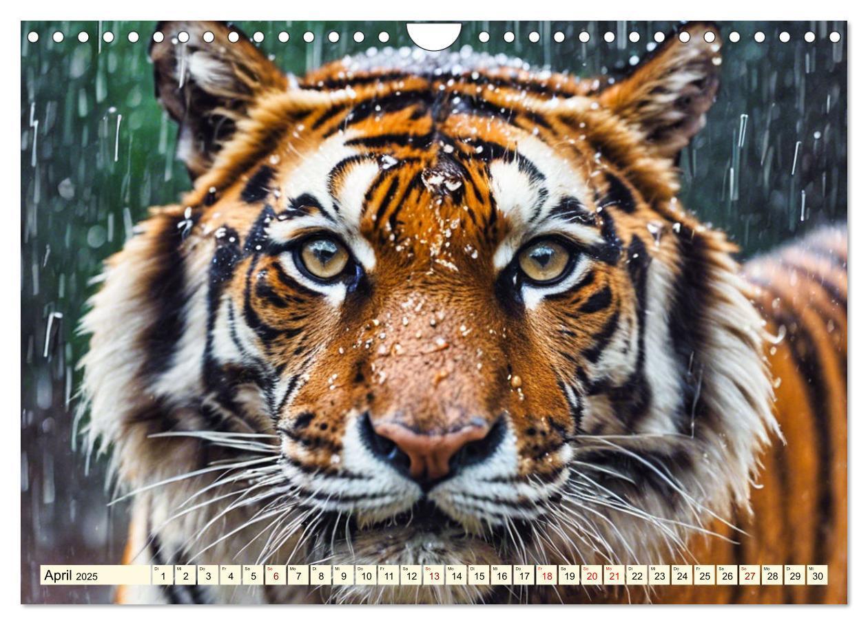 Bild: 9783383814105 | Tiger ganz nah (Wandkalender 2025 DIN A4 quer), CALVENDO...