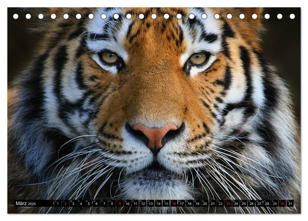 Bild: 9783435832361 | Tiger - die leisen Jäger des Dschungels (Tischkalender 2025 DIN A5...