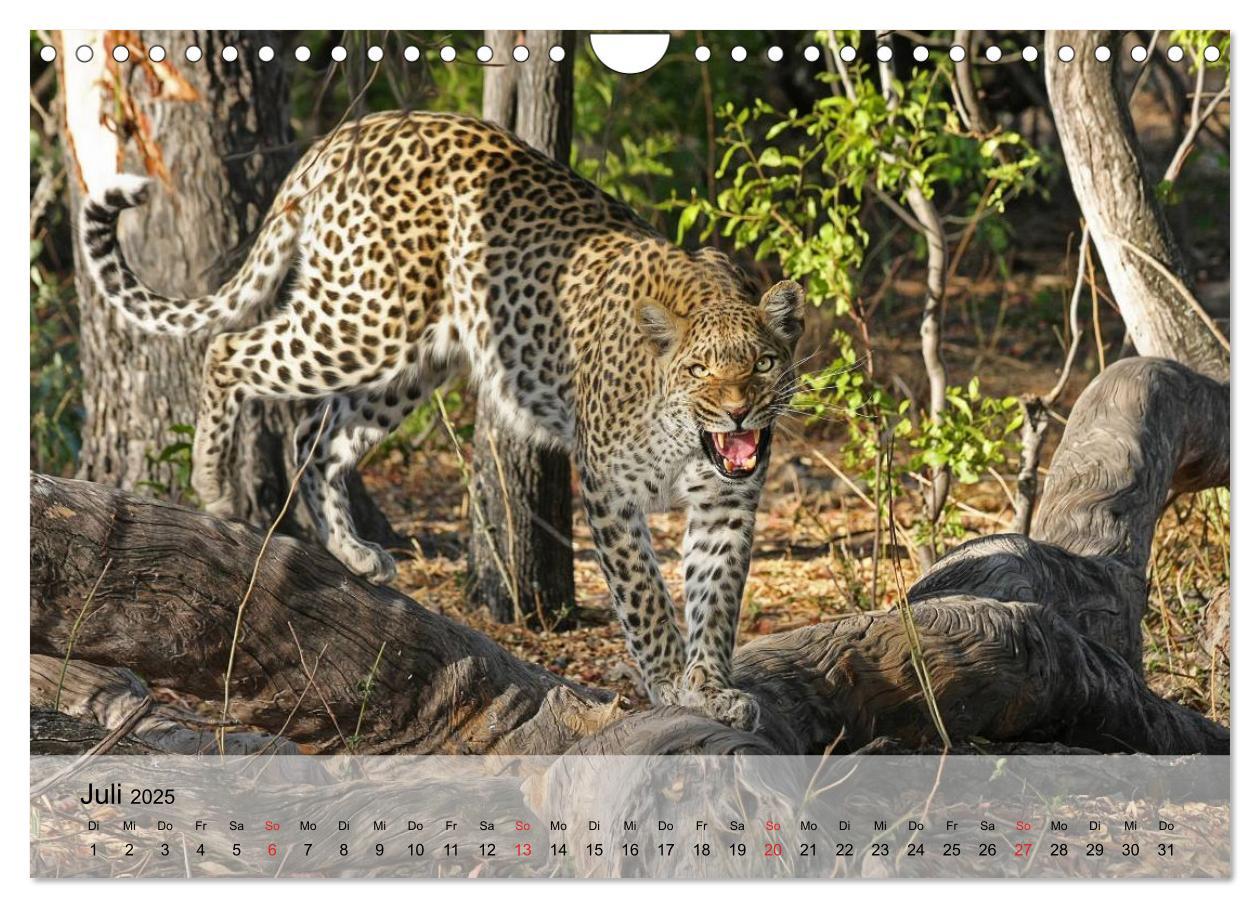 Bild: 9783435600908 | Leoparden. Elegante Jäger (Wandkalender 2025 DIN A4 quer), CALVENDO...