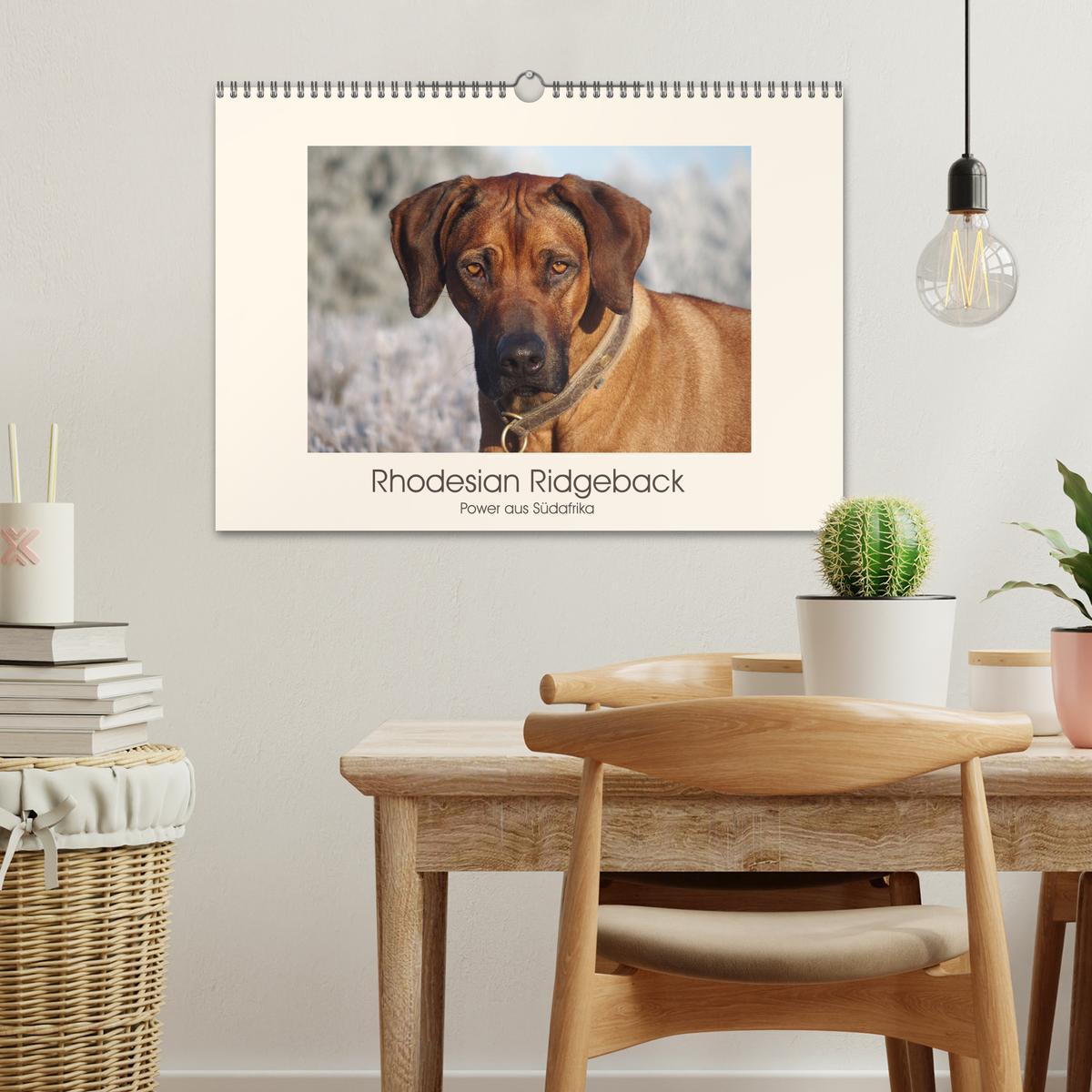 Bild: 9783435353132 | Rhodesian Ridgeback Power aus Südafrika (Wandkalender 2025 DIN A3...