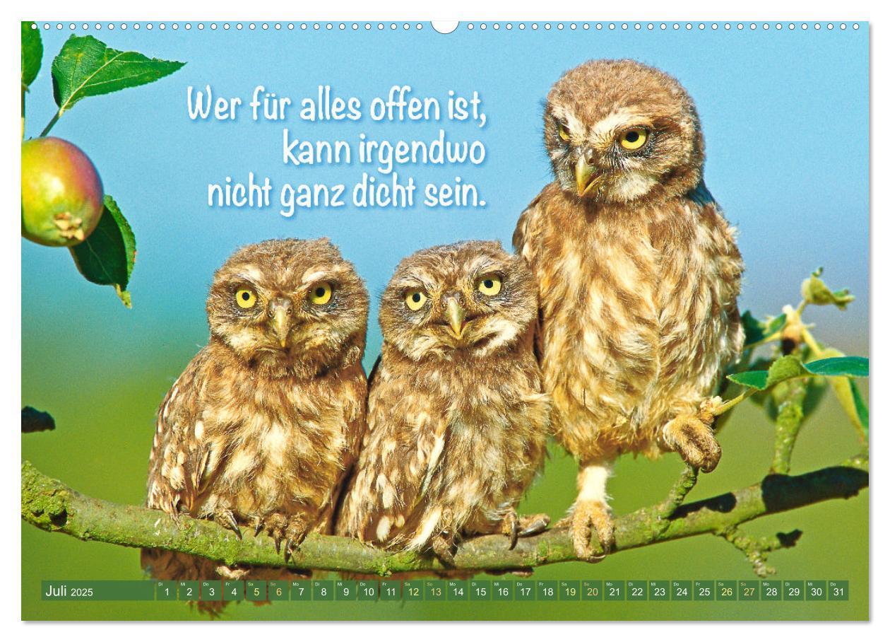 Bild: 9783457179550 | Die Eulen sind los: Edition lustige Tiere (Wandkalender 2025 DIN A2...