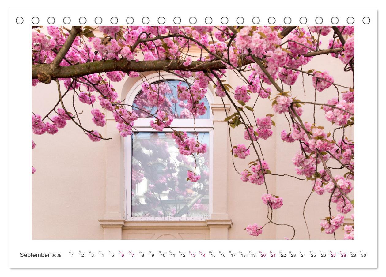 Bild: 9783457127889 | Japanische Kirschblüte in Bonn (Tischkalender 2025 DIN A5 quer),...