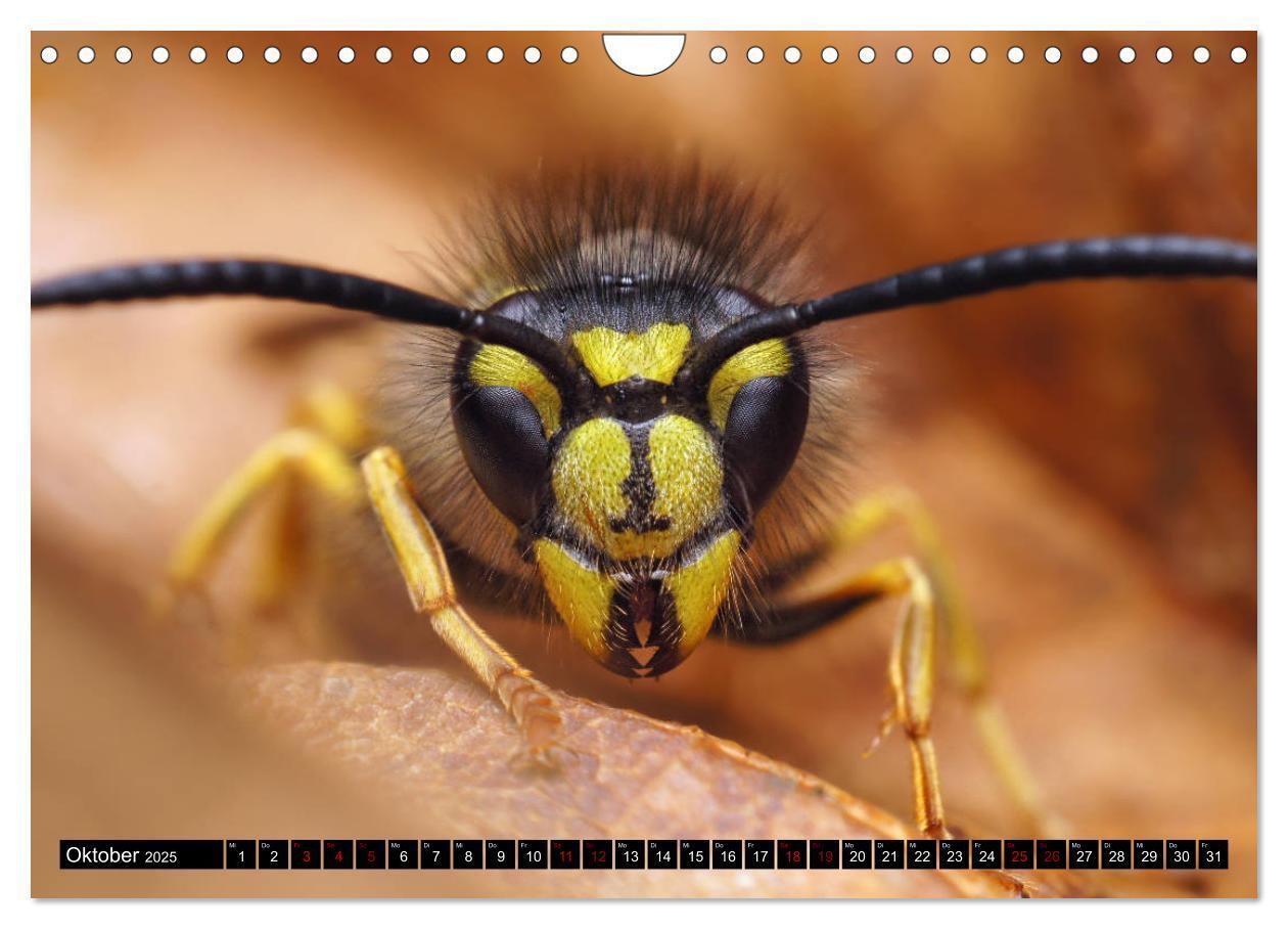 Bild: 9783435340965 | Faszination Makrofotografie: Wespen und Bienen (Wandkalender 2025...