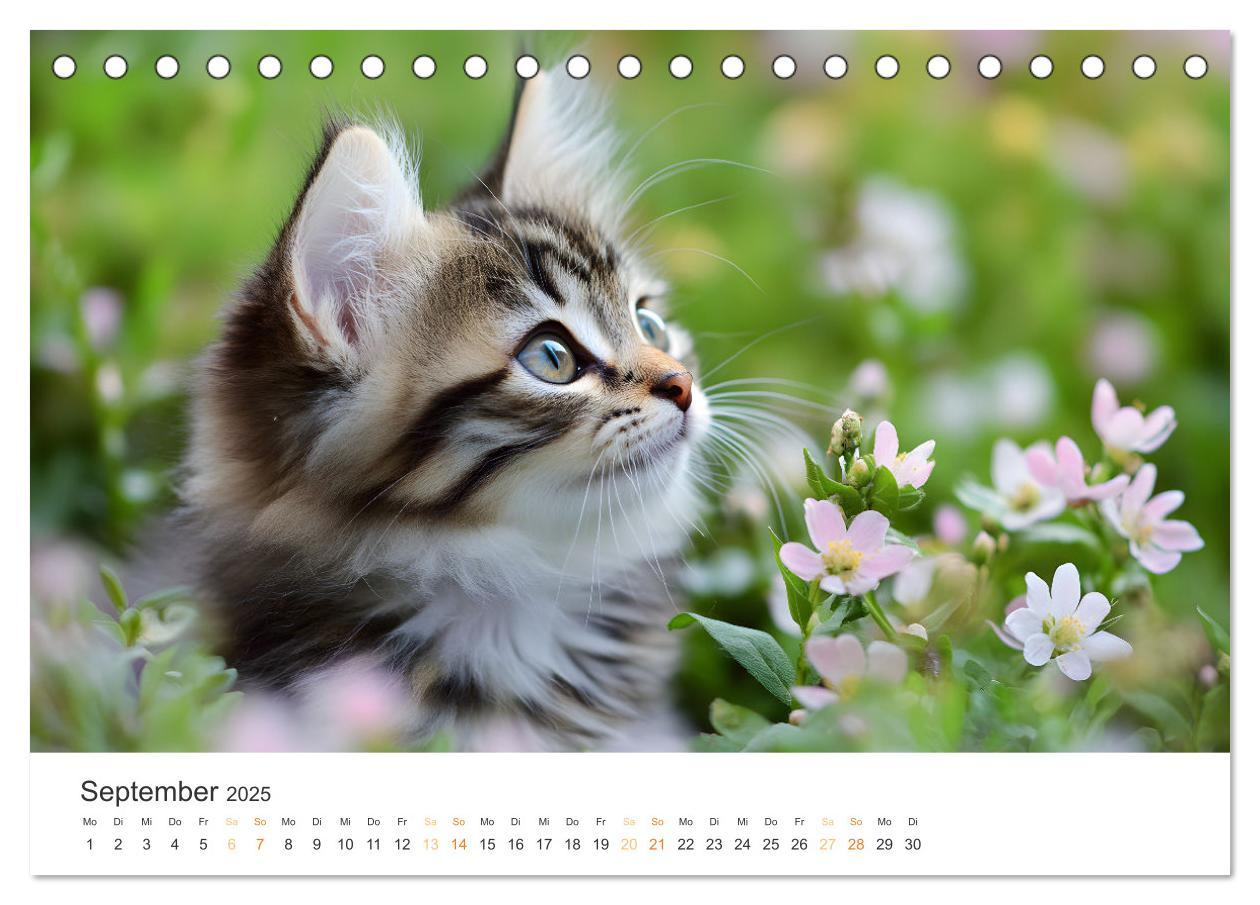 Bild: 9783457208038 | Zauberhafte Katzenbabys (Tischkalender 2025 DIN A5 quer), CALVENDO...