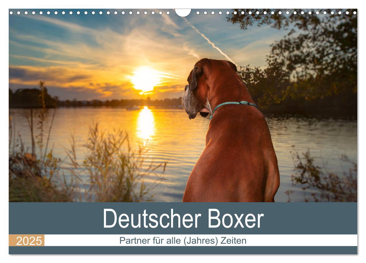 Cover: 9783435160143 | Deutscher Boxer (Wandkalender 2025 DIN A3 quer), CALVENDO...