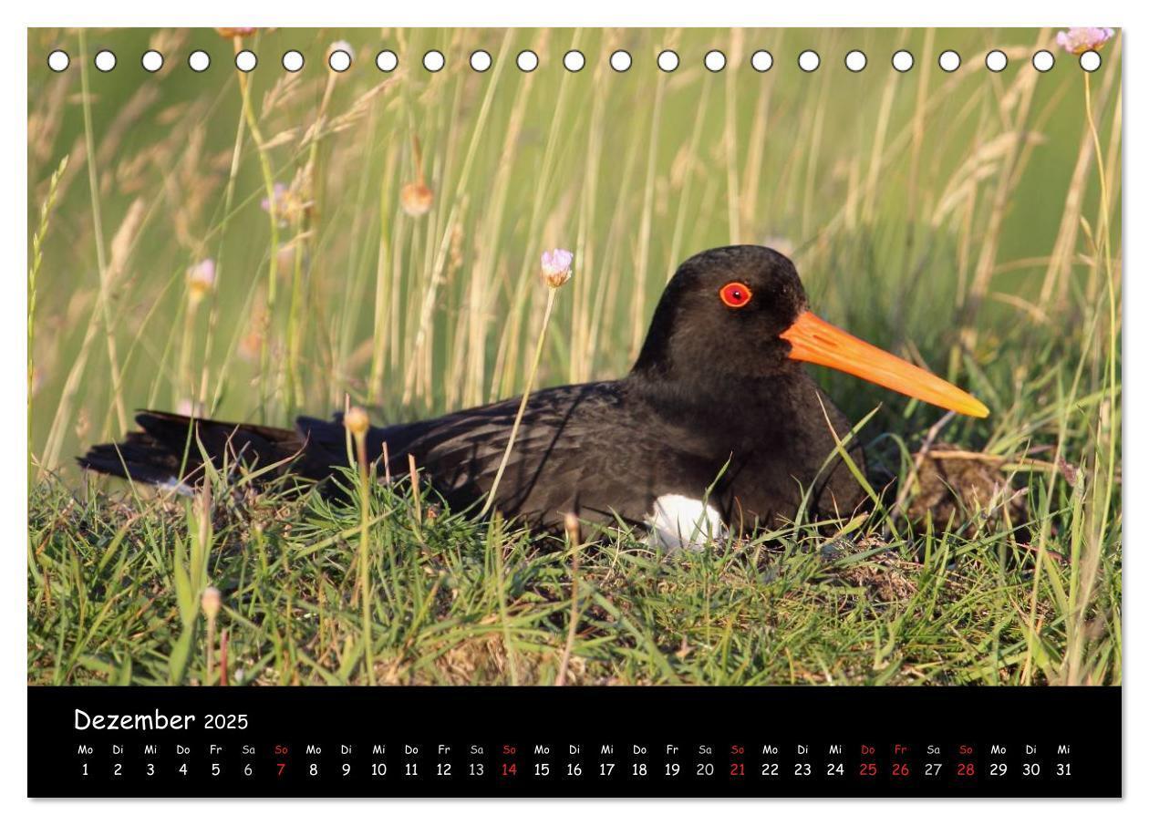 Bild: 9783435605958 | Vögel der Nordseeküste (Tischkalender 2025 DIN A5 quer), CALVENDO...