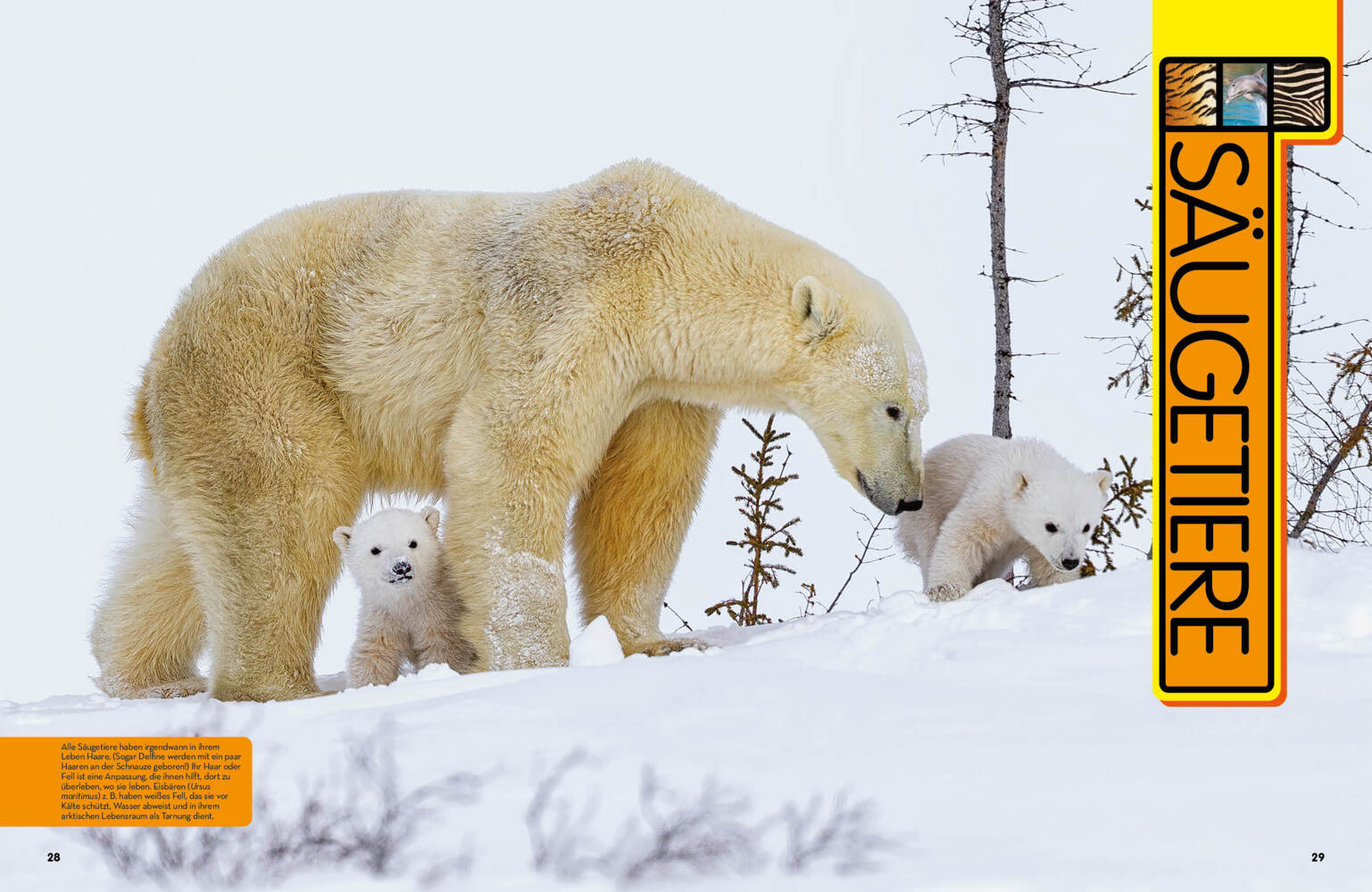 Bild: 9788863125108 | Tier-Enzyklopädie: 2.500 Tiere mit Fotos, Karten und mehr | Spelman