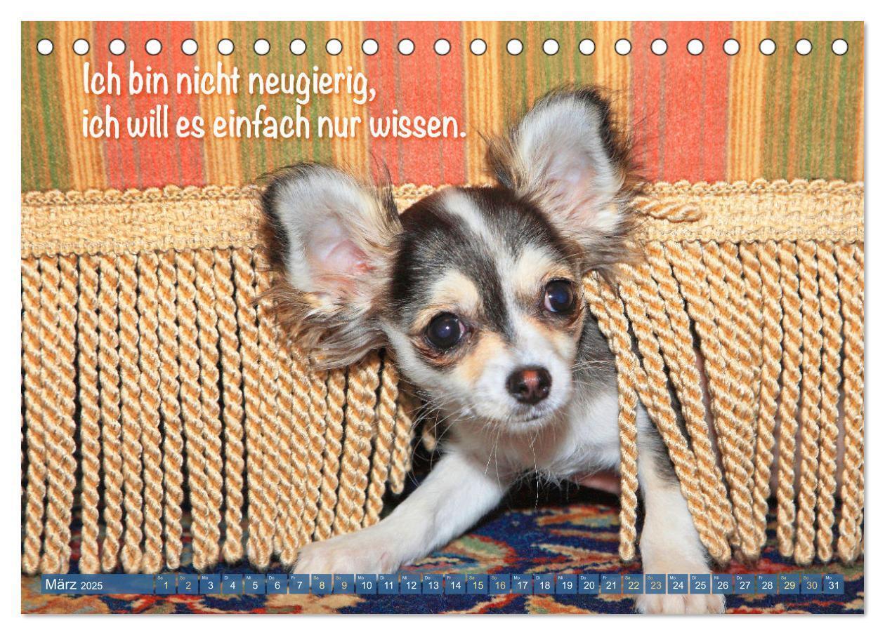 Bild: 9783457199879 | Chihuahua: Kleine Hunde, aber oho (Tischkalender 2025 DIN A5 quer),...