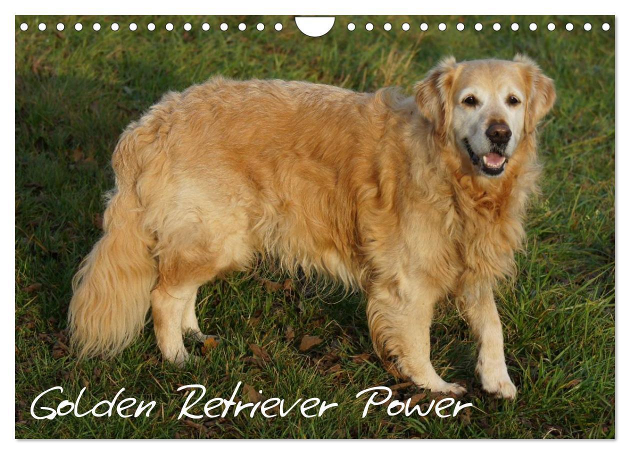 Cover: 9783435841028 | Golden Retriever Power (Wandkalender 2025 DIN A4 quer), CALVENDO...