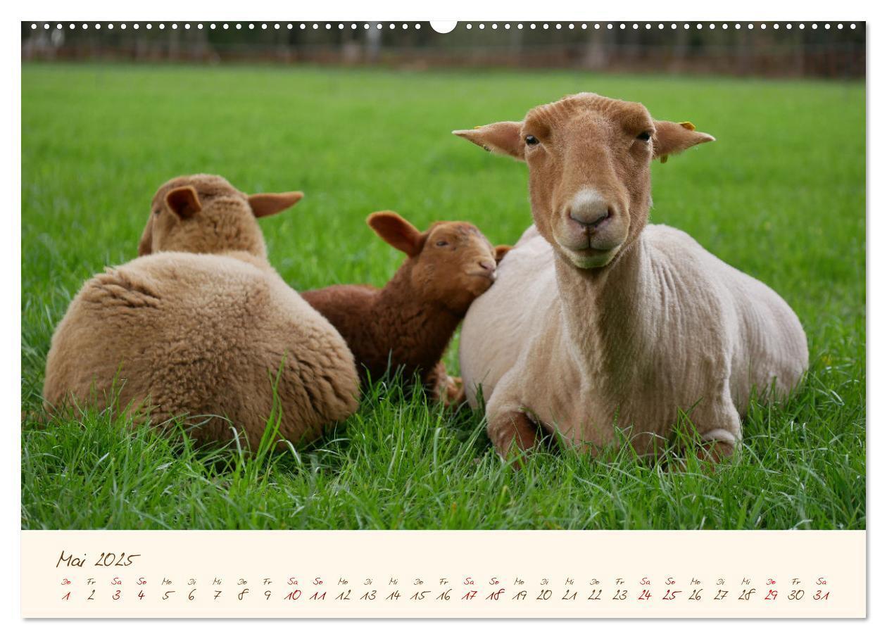 Bild: 9783435172405 | Coburger Fuchsschaf (Wandkalender 2025 DIN A2 quer), CALVENDO...