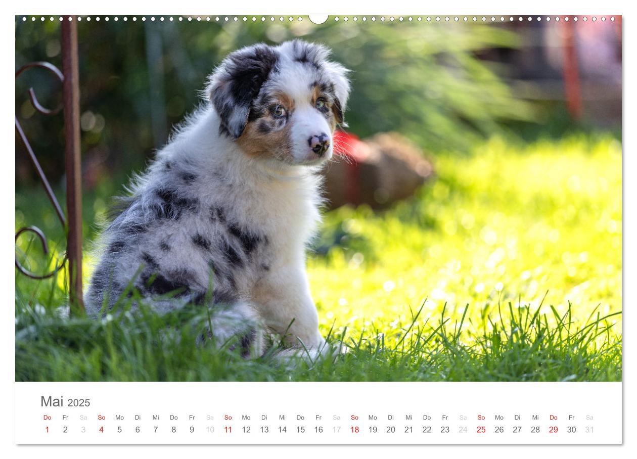 Bild: 9783435672189 | Australian Shepherd 2025 (Wandkalender 2025 DIN A2 quer), CALVENDO...