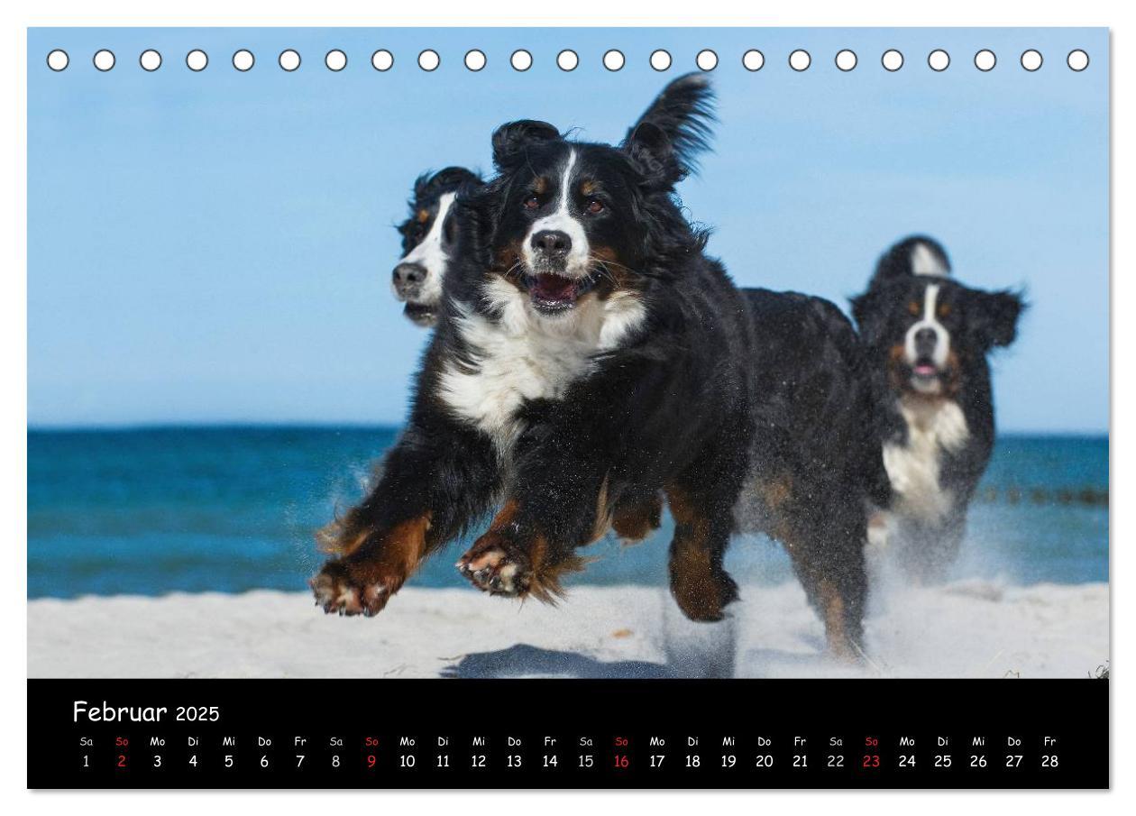 Bild: 9783435769643 | Berner Sennenhund 2025 (Tischkalender 2025 DIN A5 quer), CALVENDO...