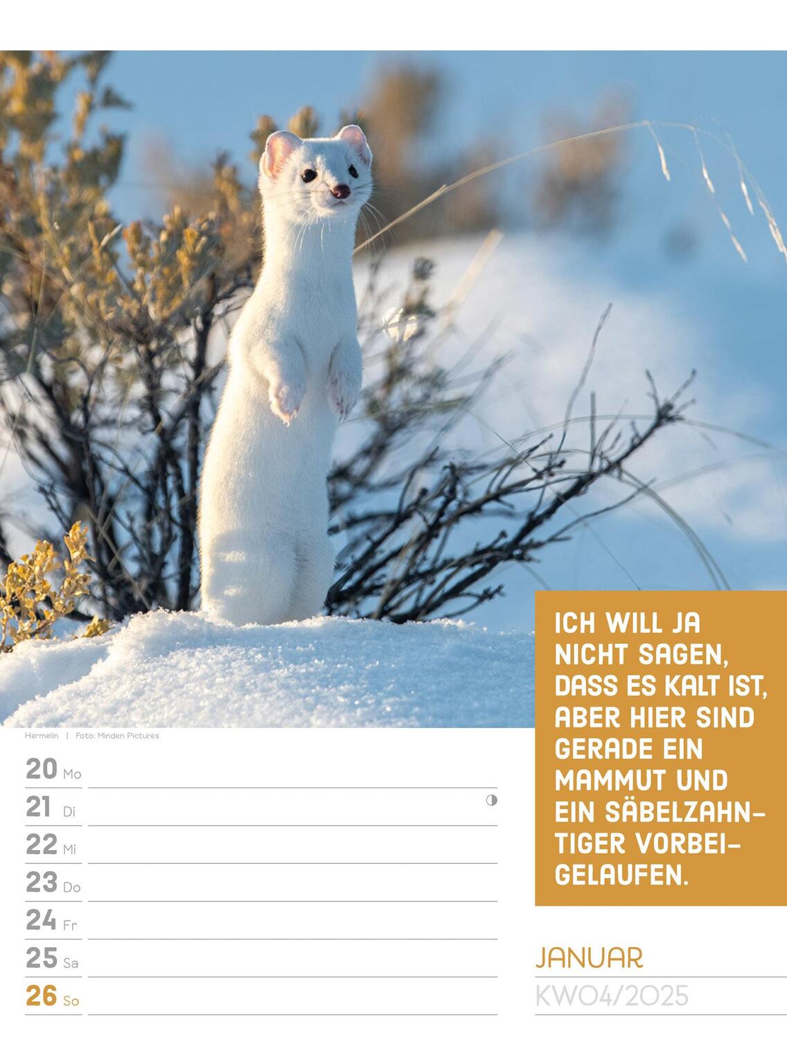 Bild: 9783838425962 | Tierisch! Sprüchekalender - Wochenplaner Kalender 2025 | Kunstverlag