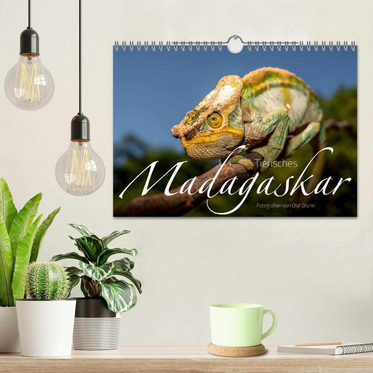 Bild: 9783435282876 | Tierisches Madagaskar (Wandkalender 2025 DIN A4 quer), CALVENDO...