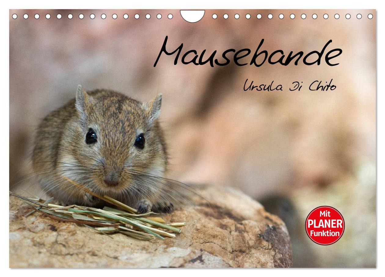 Cover: 9783435549627 | Mausebande (Wandkalender 2025 DIN A4 quer), CALVENDO Monatskalender