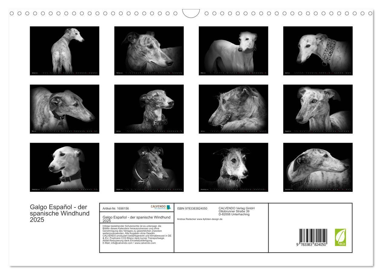 Bild: 9783383824050 | Galgo Español - der spanische Windhund 2025 (Wandkalender 2025 DIN...