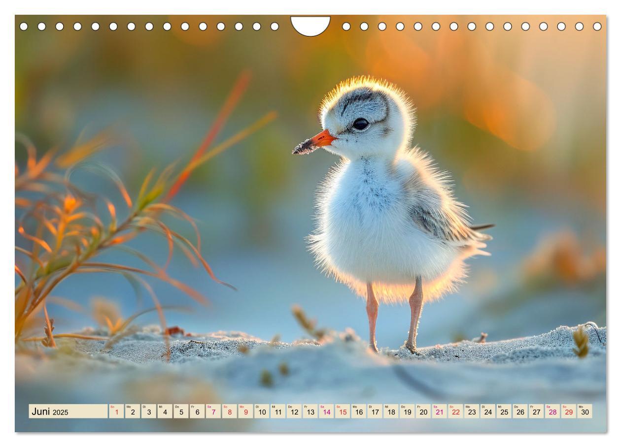 Bild: 9783383768354 | Strandläufer - immer flink unterwegs (Wandkalender 2025 DIN A4...