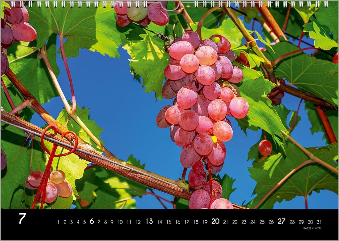 Bild: 9783969030981 | Der Weinkalender 2025, DIN A4 - ein Fotokalender | Peter Bach Jr.